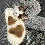 Cat, Felidae, Carnivore, Whiskers, Small To Medium-sized Cats, Fawn, Toy, Tail, Snout, Terrestrial Animal, Mustelidae, Paw, Cat Bed, Domestic Short-haired Cat, Furry friends, Comfort, Claw, Cat Supply, Pattern