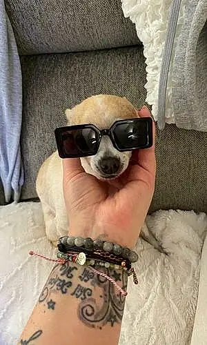 Name Chihuahua Dog Bentlee