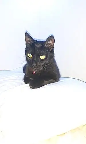 Name Bombay Cat Estrella