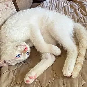 Name Siamese Cat Ivan