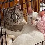 Cat, Felidae, Carnivore, Small To Medium-sized Cats, Fawn, Whiskers, Comfort, Snout, Pet Supply, Domestic Short-haired Cat, Cat Supply, Furry friends, Paw, Tail, Animal Shelter, Mesh, Photo Caption