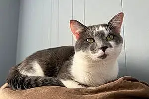 Name American Shorthair Cat Kenny
