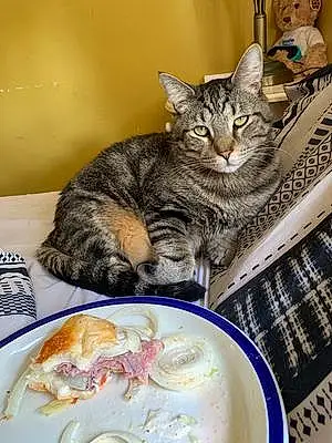 Food Tabby Cat Rollie