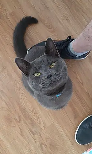 Name Russian Blue Cat Fin
