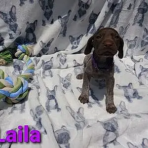 Name German shorthaired pointer Dog Laila