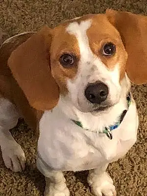 Name Beagle Dog Fletcher