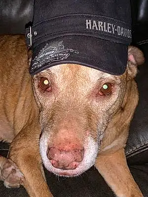 Name Pitt Bull Terrier Dog Jada