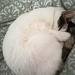 Cat, Felidae, Small To Medium-sized Cats, Furry friends, Nap, Tail, Cat Bed, Carnivore, Sleep, Fawn, Ragdoll, Whiskers
