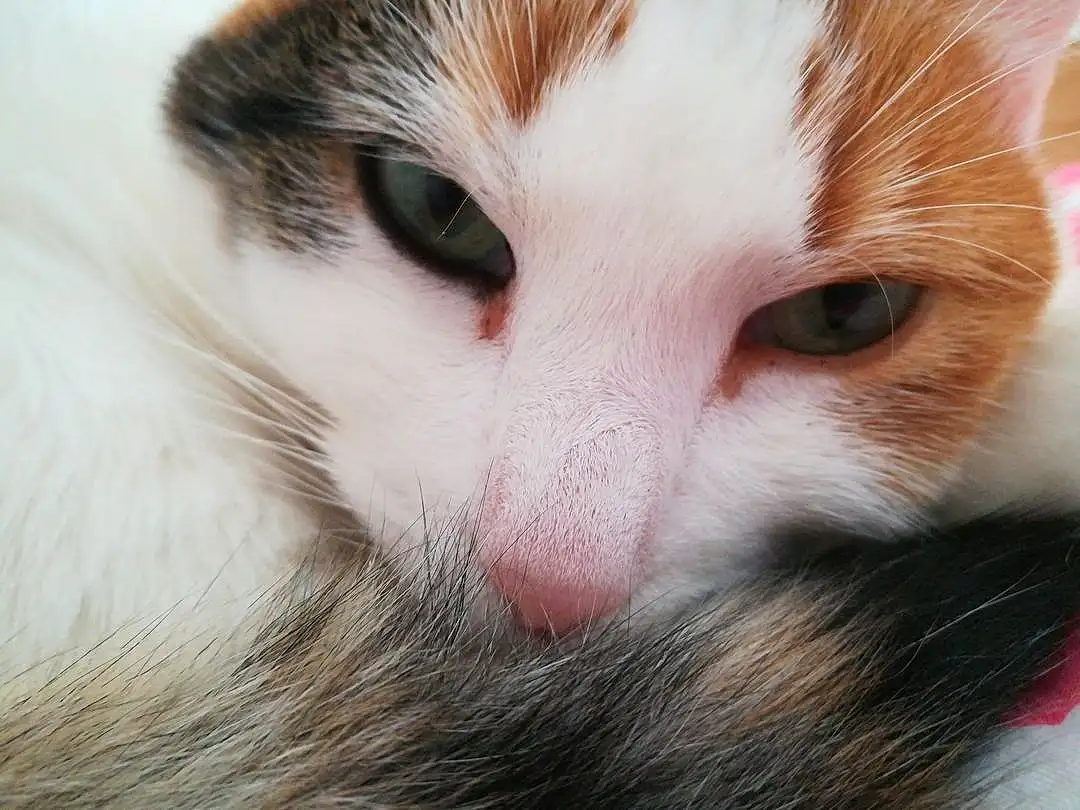 Cat, Whiskers, Small To Medium-sized Cats, Felidae, Face, Nose, Skin, Close-up, Eyes, Furry friends, Snout, Carnivore, Aegean cat, Turkish Van, Kitten, Iris, Ear