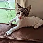 Cat, Eyes, Leg, Felidae, Carnivore, Comfort, Small To Medium-sized Cats, Whiskers, Fawn, Window, Snout, Tail, Foot, Wood, Human Leg, Paw, Domestic Short-haired Cat, Furry friends, Claw, Sitting