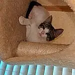 Cat, Carnivore, Wood, Felidae, Fawn, Comfort, Whiskers, Small To Medium-sized Cats, Domestic Short-haired Cat, Cat Supply, Door, Tail, Cat Bed, Hardwood, Paw, Ceiling, Window, Cardboard, Stairs