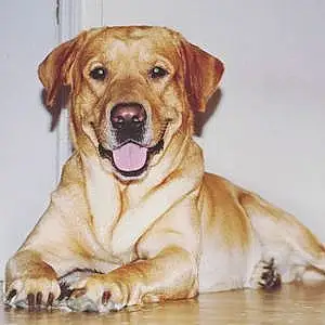 Name Labrador Retriever Dog Jetta
