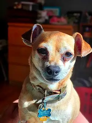 Name Chihuahua Dog Jeffrey