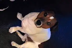Name Jack Russell Dog Blitz