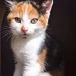 Cat, Small To Medium-sized Cats, Whiskers, Felidae, Carnivore, American Wirehair, Aegean cat, Kitten, Domestic Short-haired Cat, Snout, European Shorthair, Polydactyl Cat, Japanese Bobtail, Furry friends, Fawn
