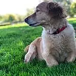 Dog, Dog breed, Canidae, Grass, Puppy, Carnivore, Companion dog, Snout, Rare Breed (dog), Plant, Fawn, Longhaired Whippet, Lawn