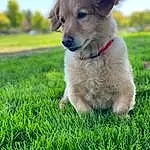Dog, Dog breed, Canidae, Grass, Puppy, Golden Retriever, Companion dog, Carnivore, Retriever, Lawn, Plant, Rare Breed (dog), Fawn, Basque Shepherd Dog