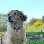 Dog, Dog breed, Canidae, Golden Retriever, Carnivore, Puppy, Retriever, Companion dog, Grass, Hovawart, Labrador Retriever, Fawn