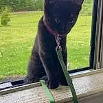 Cat, Black cats, Small To Medium-sized Cats, Felidae, Korat, Bombay, Carnivore, Tail, Whiskers, Domestic Short-haired Cat, Window, Havana Brown, Russian blue, Plant, Chartreux, Kitten
