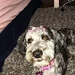 Dog, Dog breed, Canidae, Carnivore, Schnoodle, Miniature Schnauzer, Terrier, Schnauzer, Snout, Rare Breed (dog), Irish Soft-coated Wheaten Terrier, Small Terrier, Cockapoo, Standard Schnauzer, Poodle Crossbreed, Sporting Lucas Terrier, Non-sporting Group