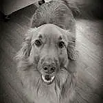 Dog breed, Dog, Canidae, Carnivore, Snout, Black-and-white, Monochrome, Photography, Rare Breed (dog), Companion dog, Golden Retriever, Whiskers