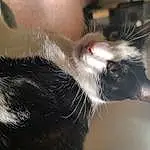 Whiskers, Cat, Small To Medium-sized Cats, Felidae, Snout, Ear, Furry friends, Carnivore, Tail