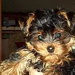 Dog, Dog breed, Canidae, Yorkshire Terrier, Maltepoo, Schnoodle, Morkie, Terrier, Puppy, Small Terrier, Carnivore, Yorkipoo, Companion dog, Biewer Terrier, Australian Silky Terrier, Australian Terrier, Sporting Lucas Terrier, Toy Dog