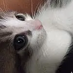 Cat, Whiskers, Small To Medium-sized Cats, Felidae, Nose, Eyes, Snout, Close-up, Skin, Carnivore, Furry friends, Kitten, Iris, Munchkin, American Curl, Turkish Van, Ear, Domestic Long-haired Cat, Turkish Angora