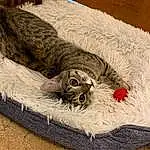 Cat, Small To Medium-sized Cats, Felidae, Tabby cat, European Shorthair, Carnivore, Dragon Li, Furry friends, Cat Bed, Whiskers, Domestic Short-haired Cat, Pixie-bob, Kitten, Couch, Cat Supply, Furniture, Dog Bed, Tail