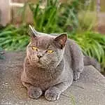 Cat, Small To Medium-sized Cats, British Shorthair, Felidae, Whiskers, Domestic Short-haired Cat, Chartreux, Korat, Carnivore, Snout, Russian blue, Burmese, Grass, Asian dog, Nebelung, British Semi-longhair, European Shorthair, Fawn