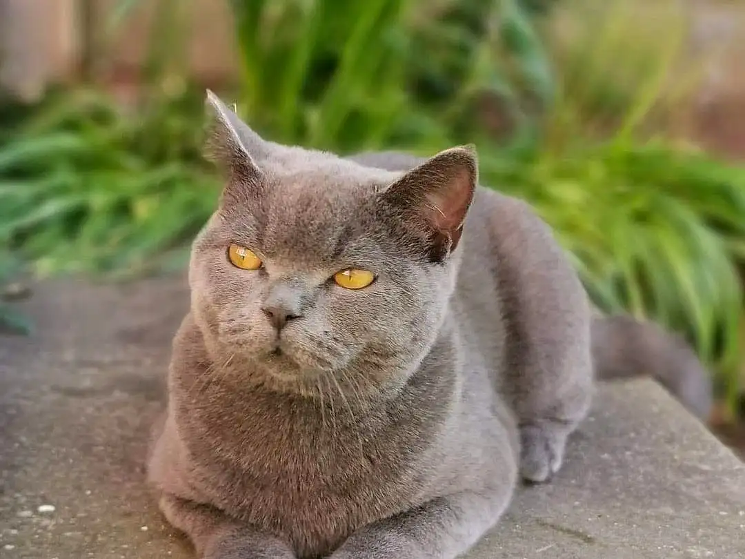 Cat, Small To Medium-sized Cats, British Shorthair, Felidae, Whiskers, Domestic Short-haired Cat, Chartreux, Korat, Carnivore, Snout, Russian blue, Burmese, Grass, Asian dog, Nebelung, British Semi-longhair, European Shorthair, Fawn