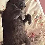 Cat, Russian blue, Felidae, Small To Medium-sized Cats, Tail, Furry friends, Carnivore, Kitten, Canidae, Black cats, Korat, Chartreux