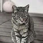 Cat, Whiskers, Small To Medium-sized Cats, Felidae, Tabby cat, European Shorthair, Domestic Short-haired Cat, Carnivore, Dragon Li, American Shorthair, Snout, Asian dog, Californian Spangled, Pixie-bob, Wild cat, Kitten, Polydactyl Cat, American Wirehair