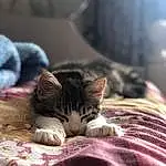 Cat, Small To Medium-sized Cats, Whiskers, Felidae, European Shorthair, Kitten, Carnivore, Domestic Short-haired Cat, Nap, Snout, Furry friends, Aegean cat, Tabby cat, Dragon Li, Asian dog, Sleep, American Wirehair, Fawn, Polydactyl Cat