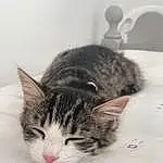 Cat, Small To Medium-sized Cats, Felidae, Whiskers, Domestic Short-haired Cat, European Shorthair, Tabby cat, Carnivore, Kitten, American Shorthair, Snout, Dragon Li, Furry friends, American Wirehair, Norwegian Forest Cat, Ear