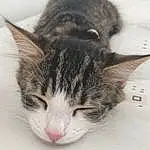 Cat, Small To Medium-sized Cats, Whiskers, Felidae, Kitten, Tabby cat, European Shorthair, Carnivore, Nose, Domestic Short-haired Cat, Furry friends, Snout, Eyes, Aegean cat, Sleep, American Wirehair, Dragon Li, Nap, Polydactyl Cat