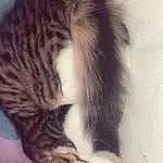 Cat, Small To Medium-sized Cats, Felidae, Whiskers, Tail, Kitten, European Shorthair, Furry friends, Carnivore, Claw, Paw, Polydactyl Cat, Norwegian Forest Cat, Tabby cat, Domestic Short-haired Cat, American Curl, Aegean cat, American Wirehair, Fawn, Dragon Li