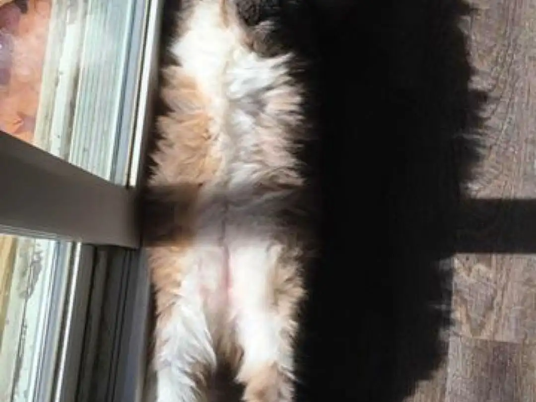 Cat, Felidae, Small To Medium-sized Cats, Carnivore, Tail, Norwegian Forest Cat, Whiskers, Polydactyl Cat, Photo Caption, Window, Furry friends, Square, Canidae, Maine Coon, Kitten, Domestic Long-haired Cat