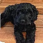 Dog, Dog breed, Canidae, Schnoodle, Puppy, Cockapoo, Cavapoo, Carnivore, Toy Poodle, Poodle Crossbreed, Labradoodle, Spanish Water Dog, Portuguese Water Dog, Goldendoodle, Shih-poo, Yorkipoo, Companion dog