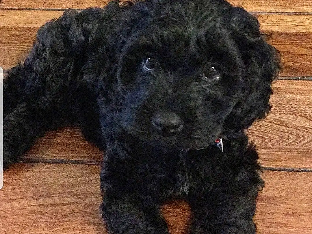 Dog, Dog breed, Canidae, Schnoodle, Puppy, Cockapoo, Cavapoo, Carnivore, Toy Poodle, Poodle Crossbreed, Labradoodle, Spanish Water Dog, Portuguese Water Dog, Goldendoodle, Shih-poo, Yorkipoo, Companion dog