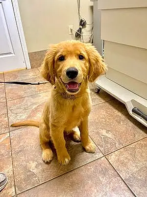 Name Golden Retriever Dog Knox