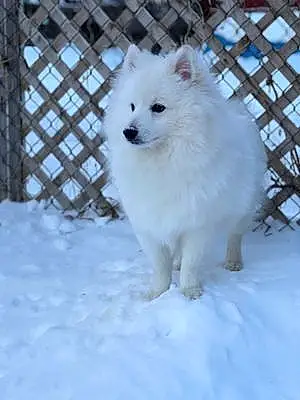 Name American Eskimo Dog Dog Aries