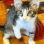 Cat, Leg, Felidae, Carnivore, Small To Medium-sized Cats, Whiskers, Snout, Wood, Tail, Hardwood, Furry friends, Paw, Foot, Domestic Short-haired Cat, Claw, Varnish, Wood Flooring, Wood Stain, Sitting