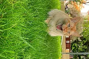 Name Burmese Cat Arthur