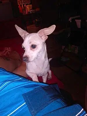 Name Chihuahua Dog Chrissy