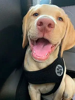 Name Labrador Retriever Dog Canelo