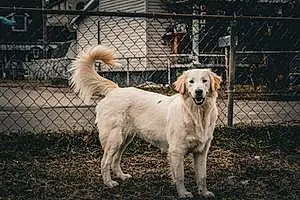 Name Golden Retriever Dog Gypsy