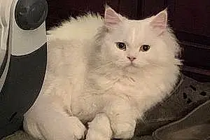 Name Persian Cat Frisco