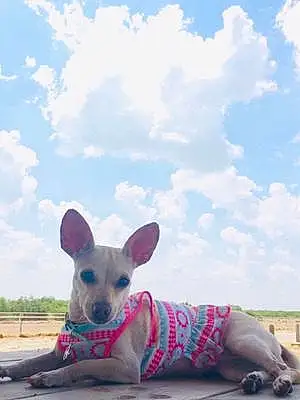 Name Chihuahua Dog Cloe