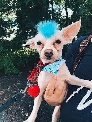 Name Chihuahua Dog Keno